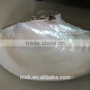 White Mother of Pearl Farmed Freshwater Raw River Shell thumbnail-3