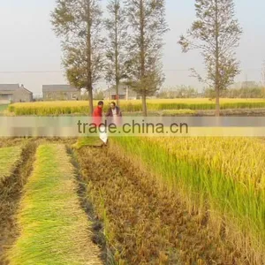 Mini Rice and Wheat Harvester Machine thumbnail-3