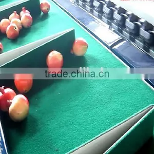 Tomato Grading Machine Sorter Grader thumbnail-3