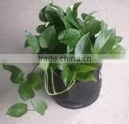 Greenhouse Grow Bag thumbnail-1