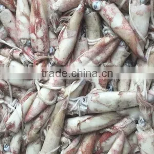 Frozen Chinese Squid Loligo thumbnail-1