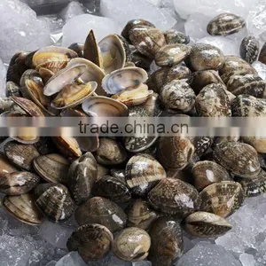 Frozen Baby Clam in Shell Vacuum Pack thumbnail-1