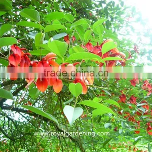 Erythrina Crista Exporter and Seller thumbnail-2