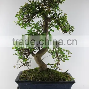 Zelkova 30cm Art thumbnail-1