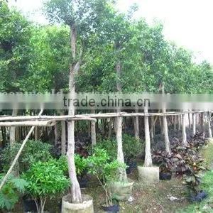 Ficus Nitida Trees thumbnail-1