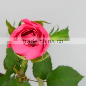 Rose-wholesale Wedding Decorations Wholesale China Fresh Cut Pink Rose Flowers Rose for Sale thumbnail-2