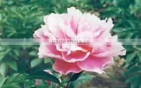 Herbaceous Peony Plant Root TAO HUA FEI XUE thumbnail-1