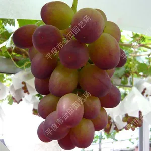Superstar Grape Seedlings Grape Vines thumbnail-1