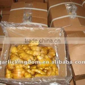 Fresh Ginger for Malaysia Market thumbnail-1