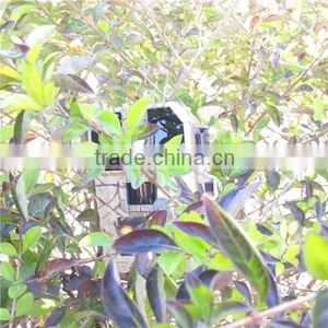 940NM Wide Lens 720P FCC CE ROHS Certificated Wildlife Game Trail Scouting Hunting Camera thumbnail-4