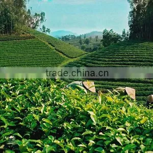 High Quality Best Selling Green Tea From Vietnam thumbnail-1