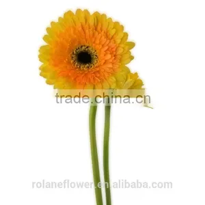 Export High Quality Foam Gerbera Flower Gerbera Flower Seeds With 70-80cm Long From Yunnan, China thumbnail-1