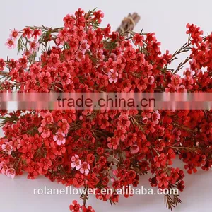 Valentine's Day Wholesale Fresh Cut Red Wintersweet Flower thumbnail-1