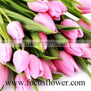 2016 High Quality Rainbow Tulip, the Fresh Cut Flowers With Low Price thumbnail-5