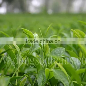 Vietnam High Quality Black Tea thumbnail-3