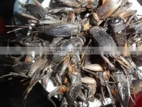 Dried Crickets in Bulk thumbnail-1