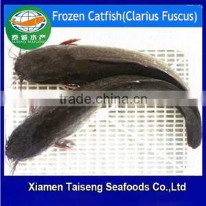 Wholesale Price Frozen Sea Catfish Farming thumbnail-1