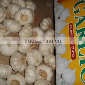 Supply Fresh Garlic thumbnail-5
