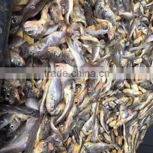Yellow Croaker Supplier thumbnail-5