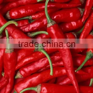 2012 Red Color/dried Chilli --the New Crop Selling Now thumbnail-1