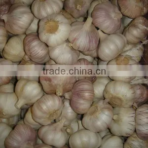 Pretty Red Galic New Crop 5.5cm thumbnail-5