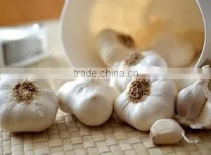 Organic Normal White Fresh Garlic thumbnail-2