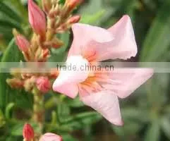 Davana Flower thumbnail-1