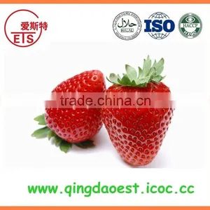 2016 New Crop Best Quality Fresh Strawberry for Sale thumbnail-4