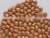 Peanuts in Shell thumbnail-6