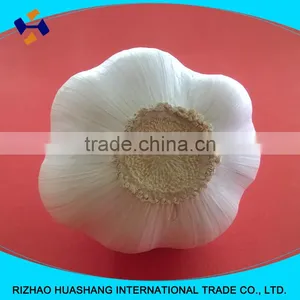 Good Quality Pure White Fresh Garlic Size5.5cm thumbnail-1