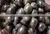 Live Paddy Rice Snail in Big Quantity (Pila Polita) thumbnail-2