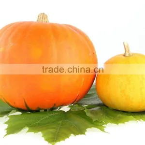Organic Pumpkin Seed Oil Vegetable Oil thumbnail-2