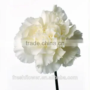 Wholesale Fresh Cut Flower of White Carnation thumbnail-1