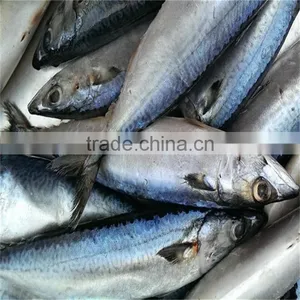 Frozen Pacific Mackerel for Sale thumbnail-1