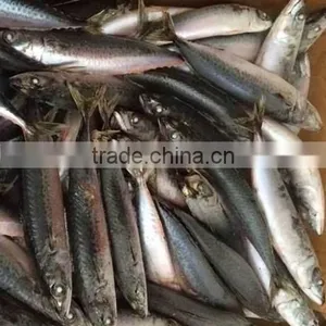 Delicious Bag Pack Frozen Sea Food Pacific Mackerel Fish thumbnail-2