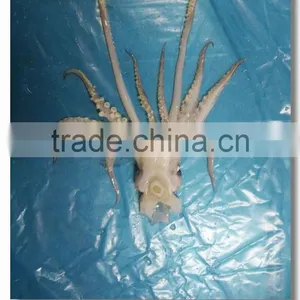 Fresh Frozen Illex Argetninus Squid Tentacles thumbnail-1