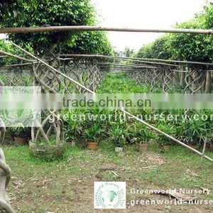 Ficus Benjamina Farms thumbnail-1