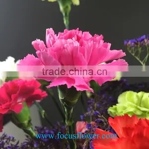 High Quality Service Exalted Cut Fresh Pink Carnation Flowers Flower Growers Directly Supply From China thumbnail-3
