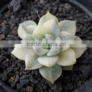 Graptoveria Tituban Variegated thumbnail-1