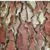 Pine Bark Extract 95% Proanthocyanidins (UV-VIS) thumbnail-1