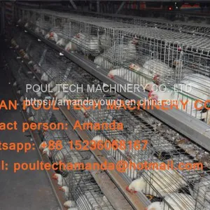 Thailand Poultry Farm A Type Battery Broiler Cage System & Hot Galvanized Cage With Automatic Manure Clean Machine for Farmer thumbnail-2