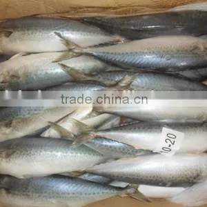 Frozen Pacific Mackerel Fish Whole Round thumbnail-1