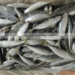 High Quality Horse Mackerel(Decapterus Maruadsi) 110-130 Pcs thumbnail-1
