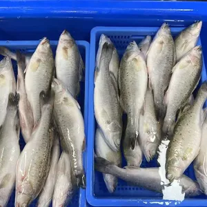 Seabass Whole Round thumbnail-2
