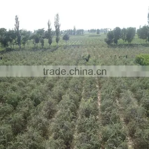 Organic Wolfberry thumbnail-1