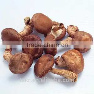 Fresh Shiitake Mushroom thumbnail-1