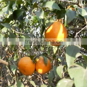 Mandarin "Kinnow" Orange thumbnail-1