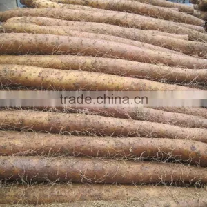 Vacuum Packing Fresh Yam thumbnail-5