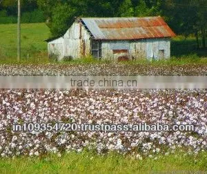 Raw Cotton Sankar-6 thumbnail-1
