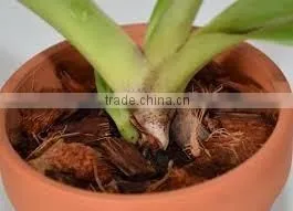 Coco Peat/pith Products thumbnail-6